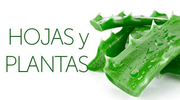 Hojas y Plantas Aloe Ecológico